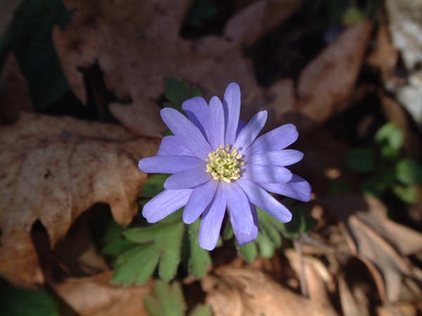 Anemone apennina / Anemone dell''Apennino